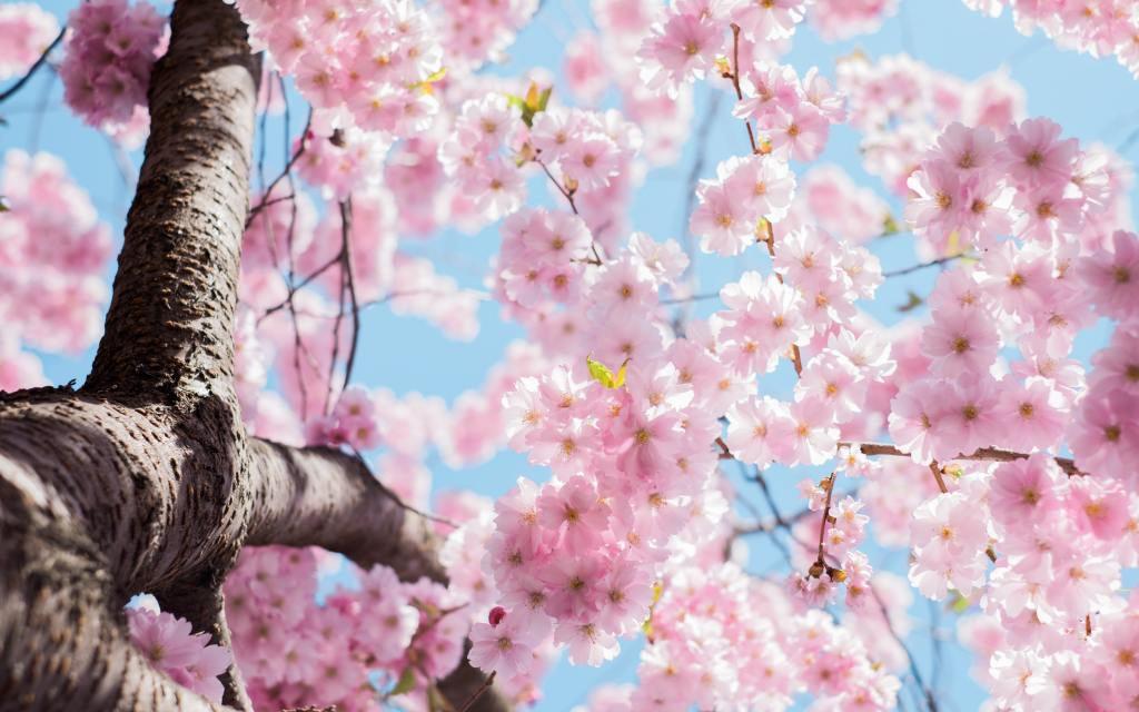 A tree in blossom, taken from below.
