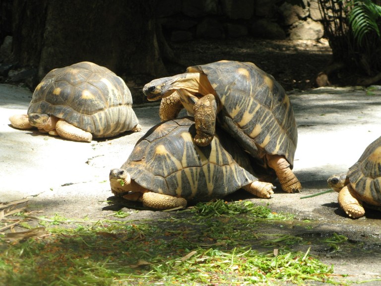 Turtles mating