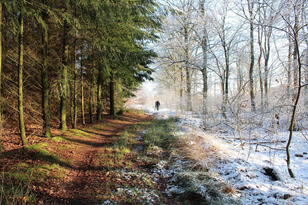 A scene where half the picture is spring and half winter with snow and ice. In the summer scene the trees are green and it is sunny. In winter no leaves and cold looking.