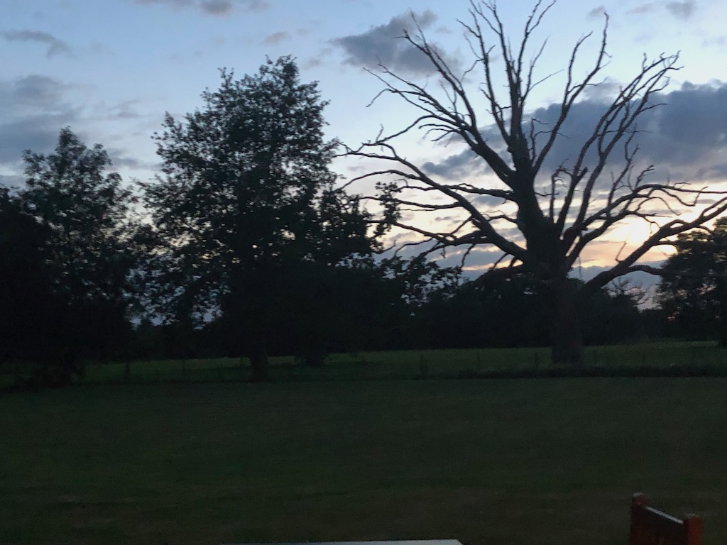 Some trees at sunset, around 3-4. Most have leaves but one starkly has no leaves