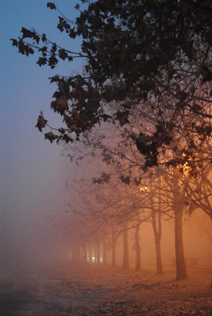 A row of trees seen through the fog.
